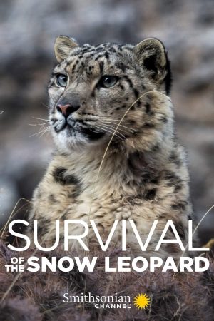 Survival Of The Snow Leopard